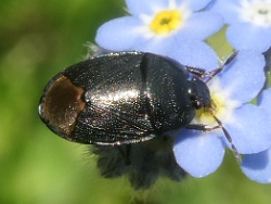 Sehirus luctuosus - Forget-me-not Shieldbug